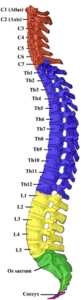 Spine1